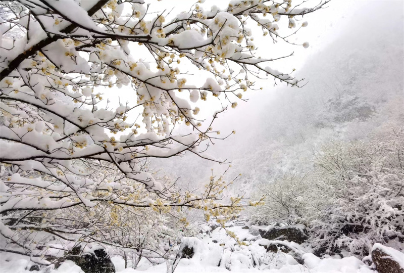 【原创】【春日“豫”新景】南阳老界岭：茱萸花海映春雪_fororder_整个大山都盖上“棉被” 摄影 吴艳红