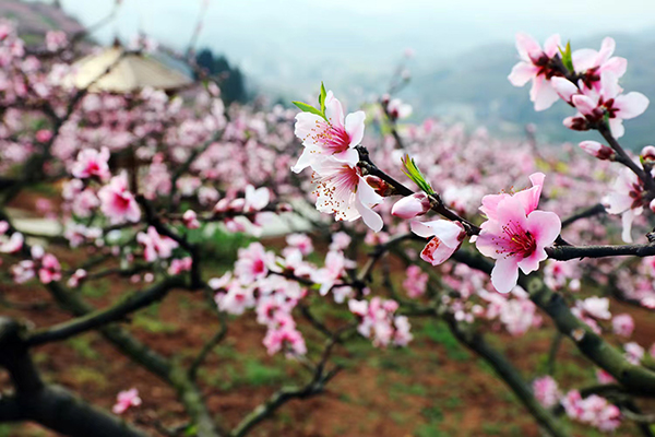 天府新区眉山片区：千亩“桃花源” 盛放迎客来_fororder_桃花美景-摄影-黄琳玲