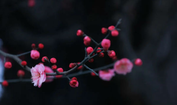 （转载）花重锦城，崇州独占三分春色