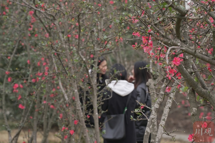 （转载）成都中和湿地公园：带你一站解锁春天的多彩
