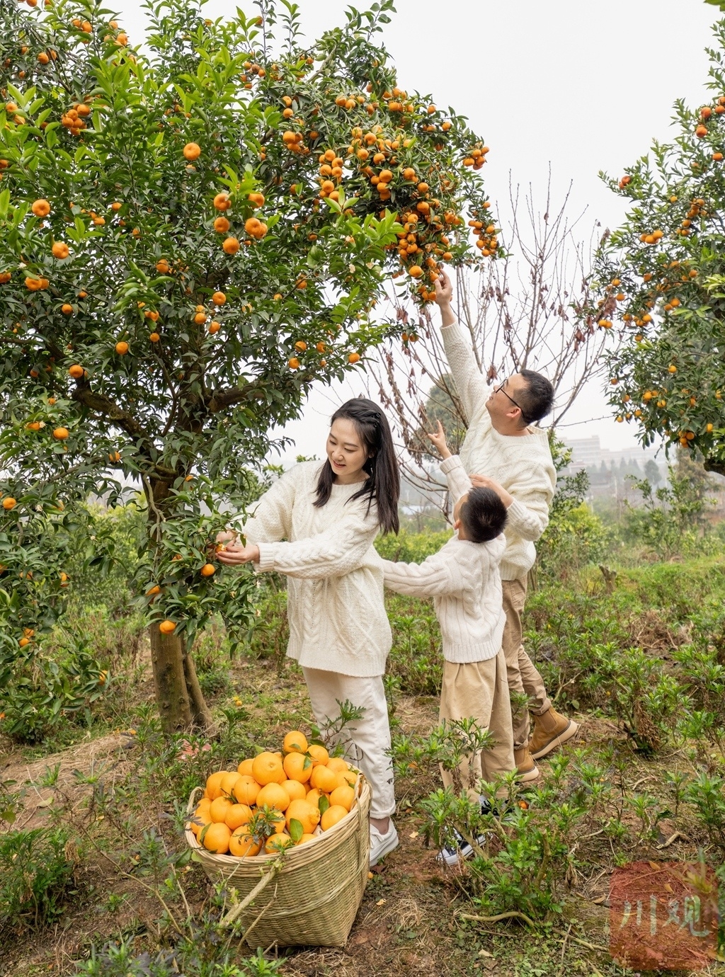 （转载）满园春光美 硕果醉游人