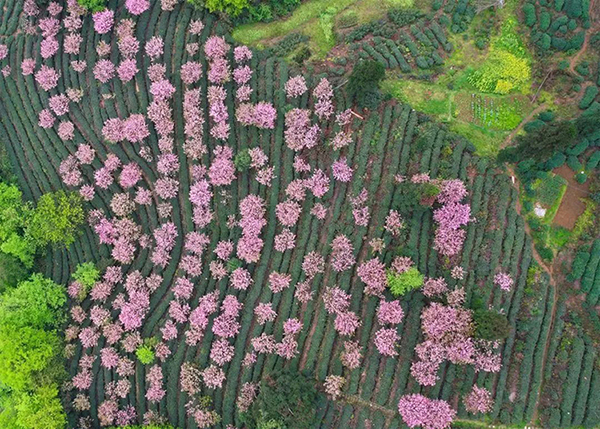 图片默认标题_fororder_雅安美景3--供图--雅安市委宣传部