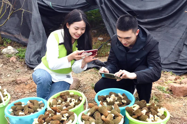 产销两旺 成都金堂羊肚菌迎来丰收季_fororder_金堂羊肚菌采摘现场-供图-金堂县委宣传部