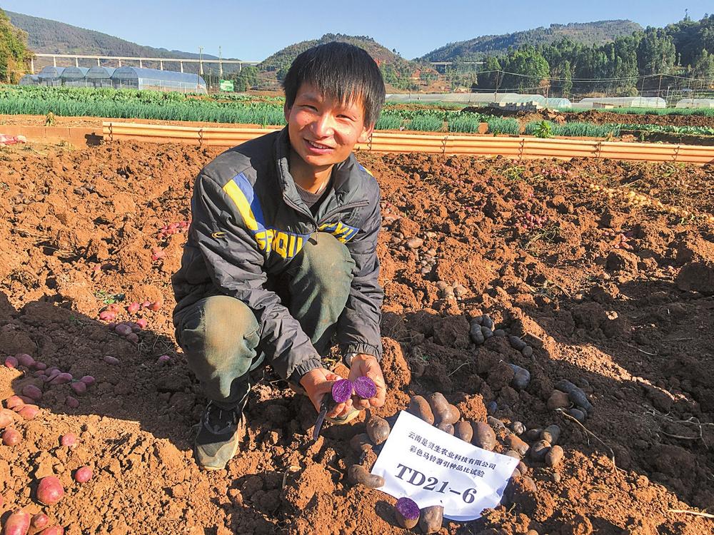 玉溪通海：“90后”研究生回乡创业种出彩色洋芋_fororder_41e7