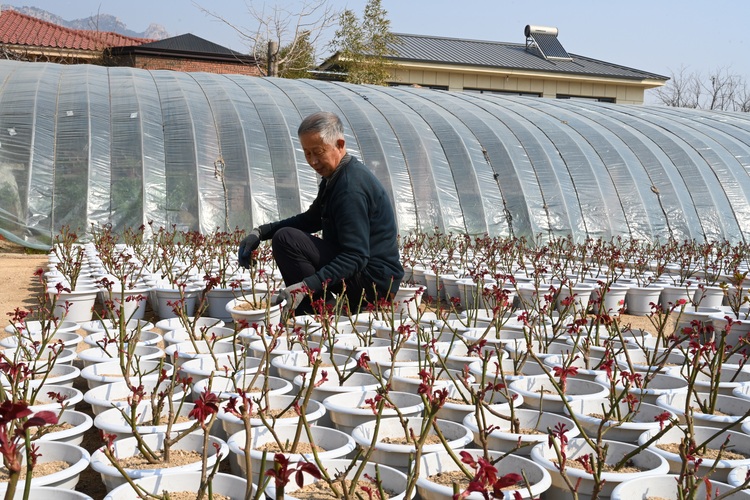 图片默认标题_fororder_图为种植户正在为月季花换土.JPG
