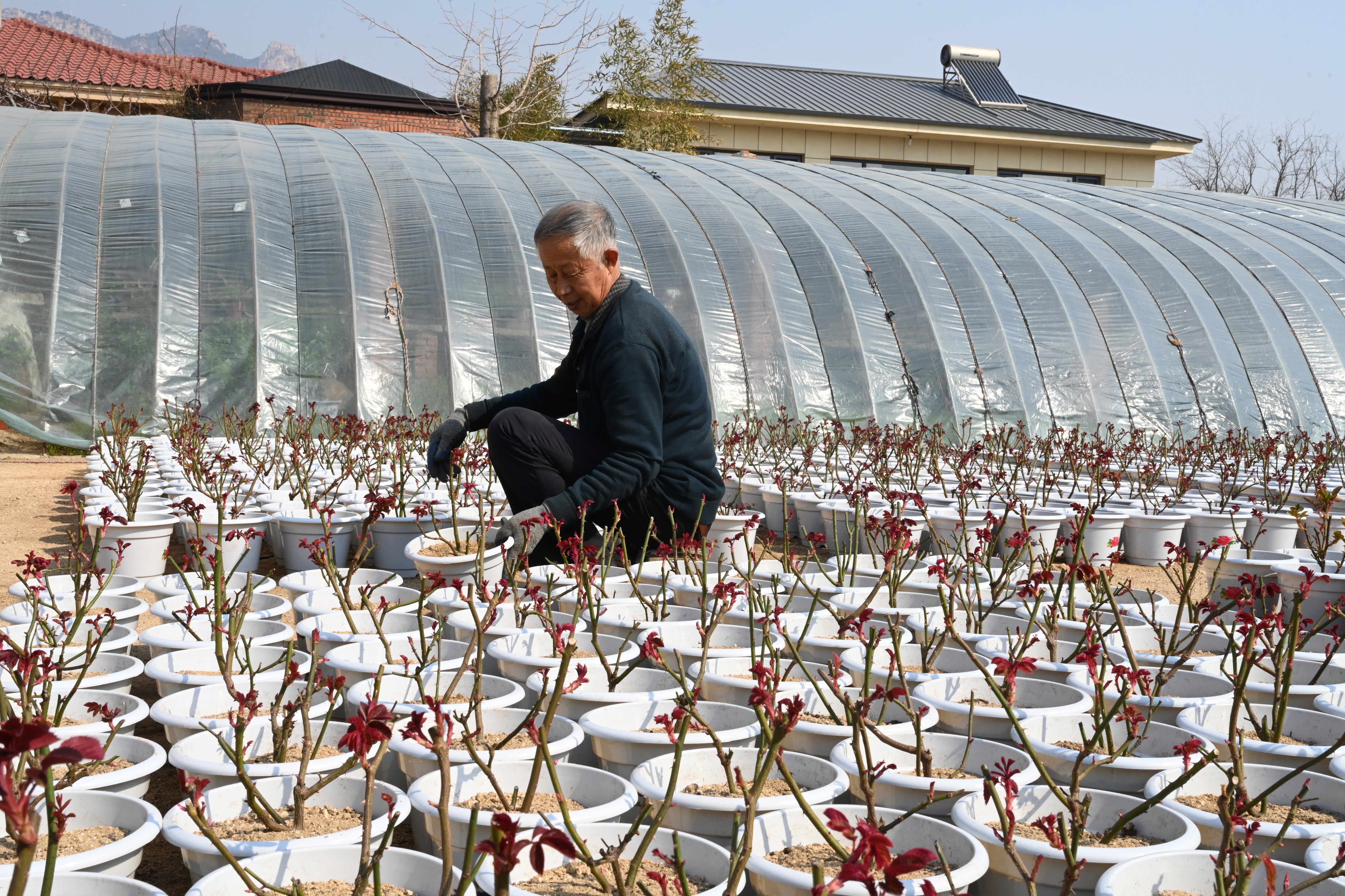 图片默认标题_fororder_图为种植户正在为月季花换土.JPG