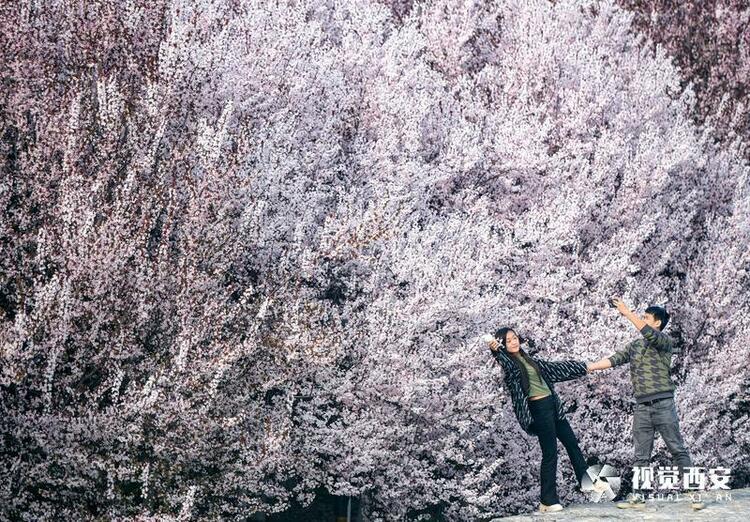 李花怒放一树白 遥望疑似春飞雪