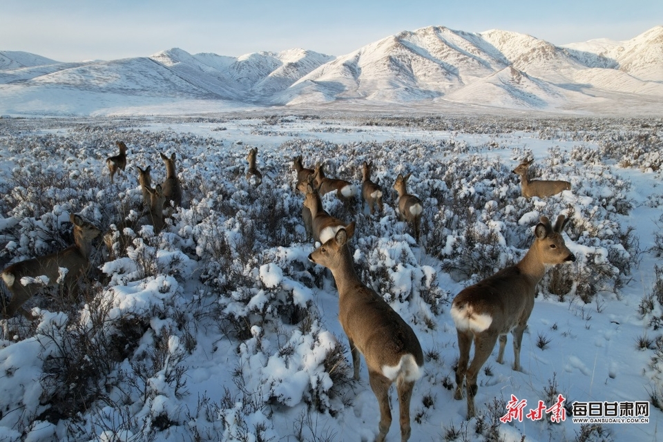 【轮播图】武威天祝草原成群狍鹿雪地悠闲“散步”_fororder_1