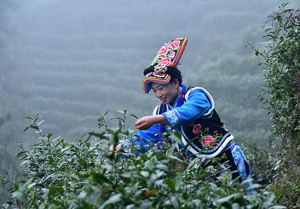 图片默认标题_fororder_采茶现场3