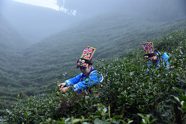 图片默认标题_fororder_采茶现场2