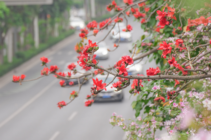 南宁市江南区：百花争艳满城香