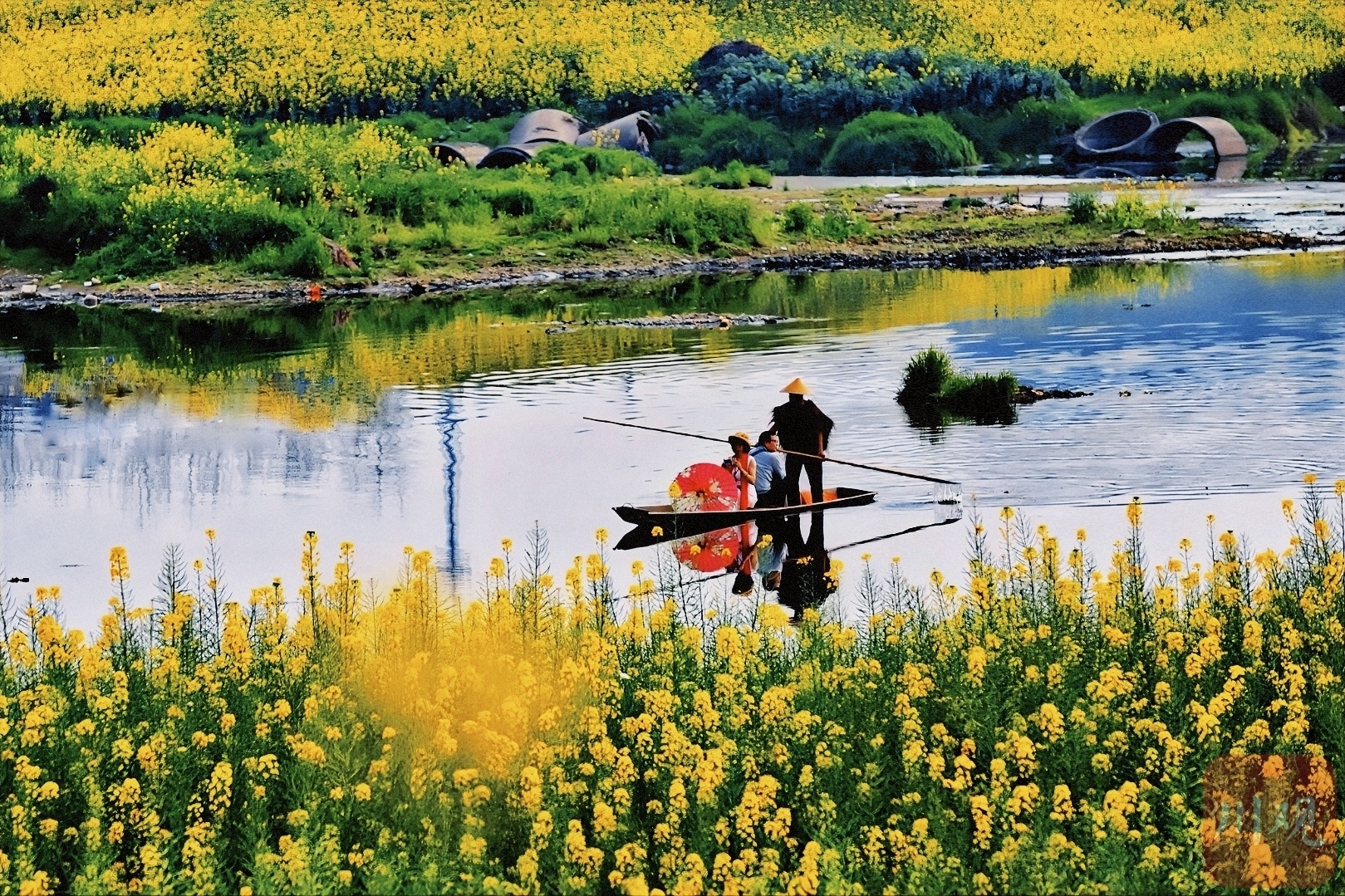 （转载）多地油菜花开了！邛崃、崇州……遍地金黄