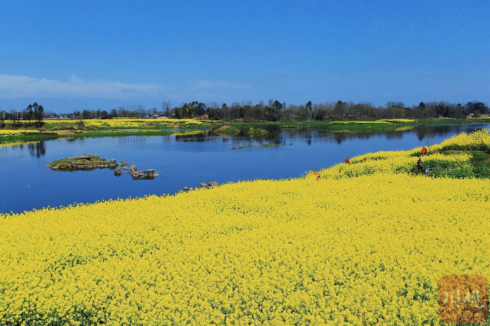 （转载）多地油菜花开了！邛崃、崇州……遍地金黄