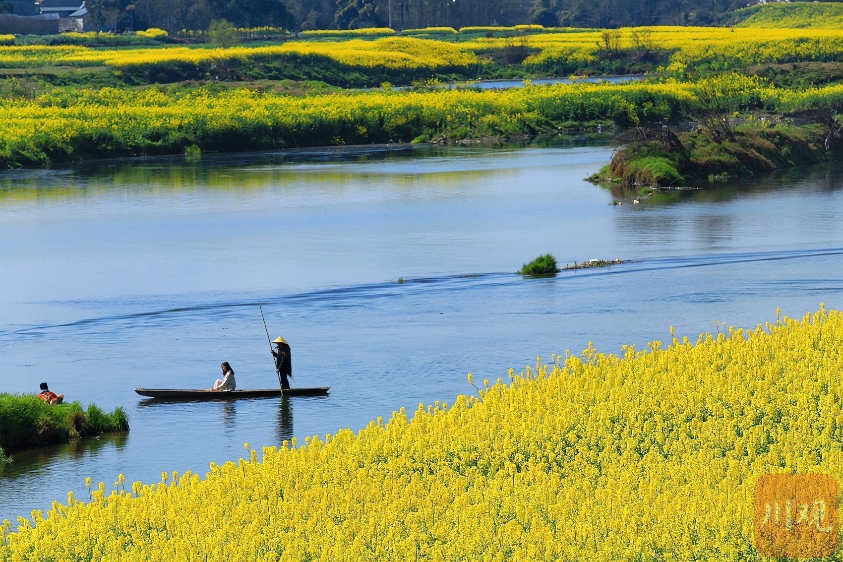 （转载）多地油菜花开了！邛崃、崇州……遍地金黄