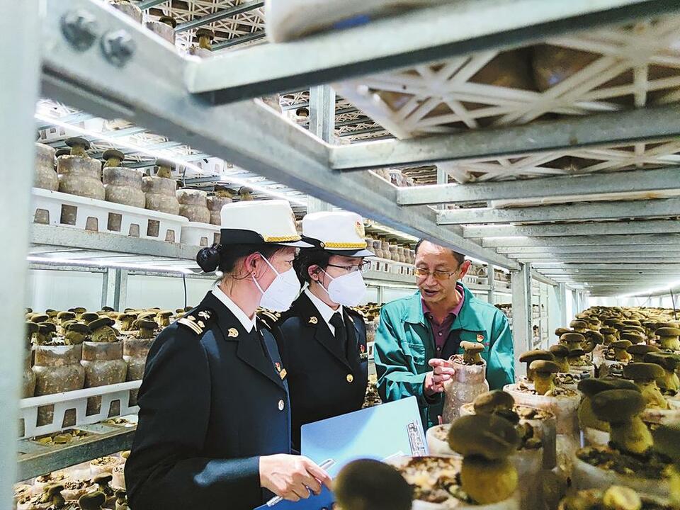 云南人工鲜牛肝菌出口荷兰_fororder_ea