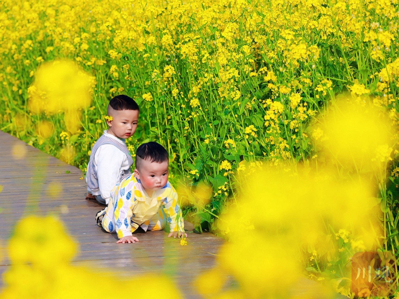 （转载）多地油菜花开了！邛崃、崇州……遍地金黄