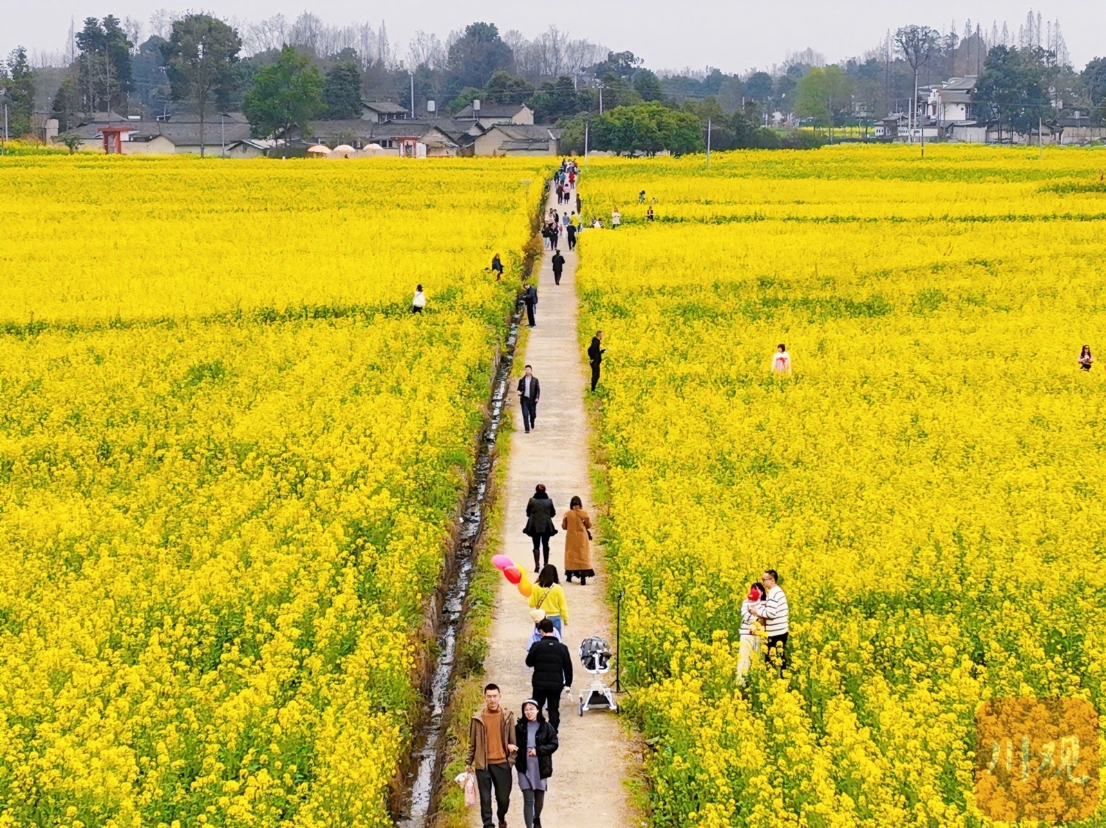 （转载）多地油菜花开了！邛崃、崇州……遍地金黄