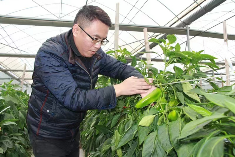 泉州惠安：多措并举 台资农企“开花结果”_fororder_图片1