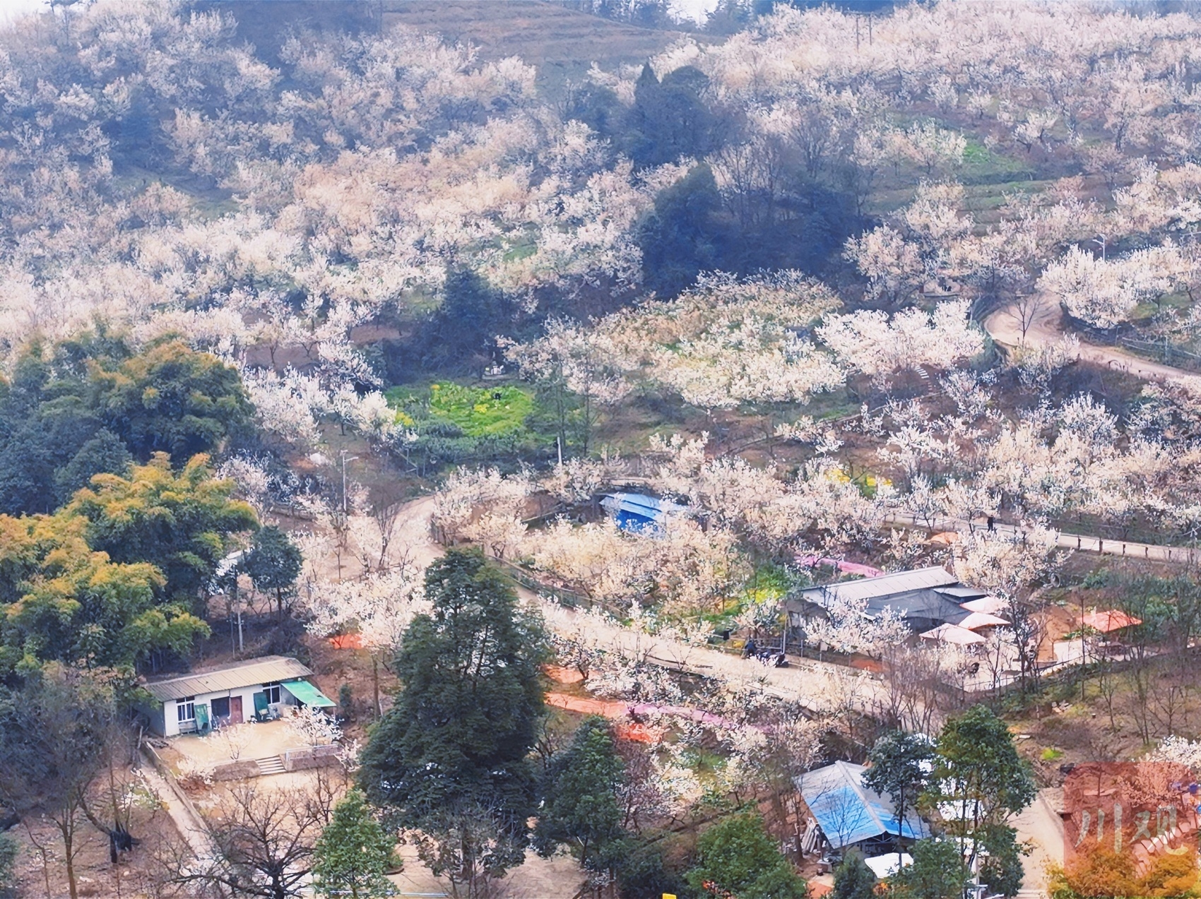 （转载）崇州道明：樱桃花开，繁盛如雪