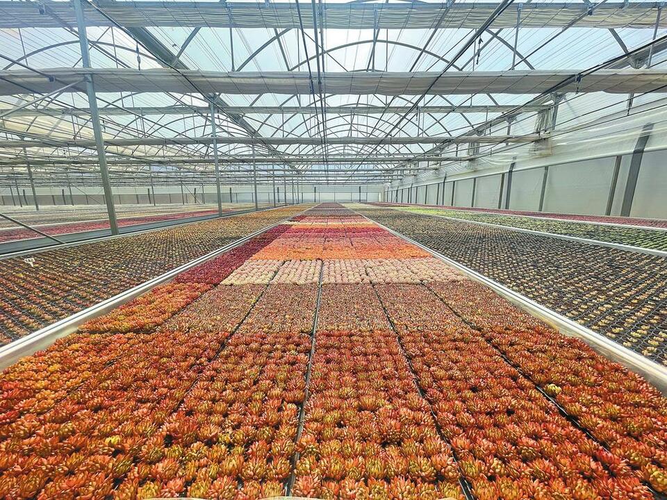 云南玉溪农业现代化的破局之举