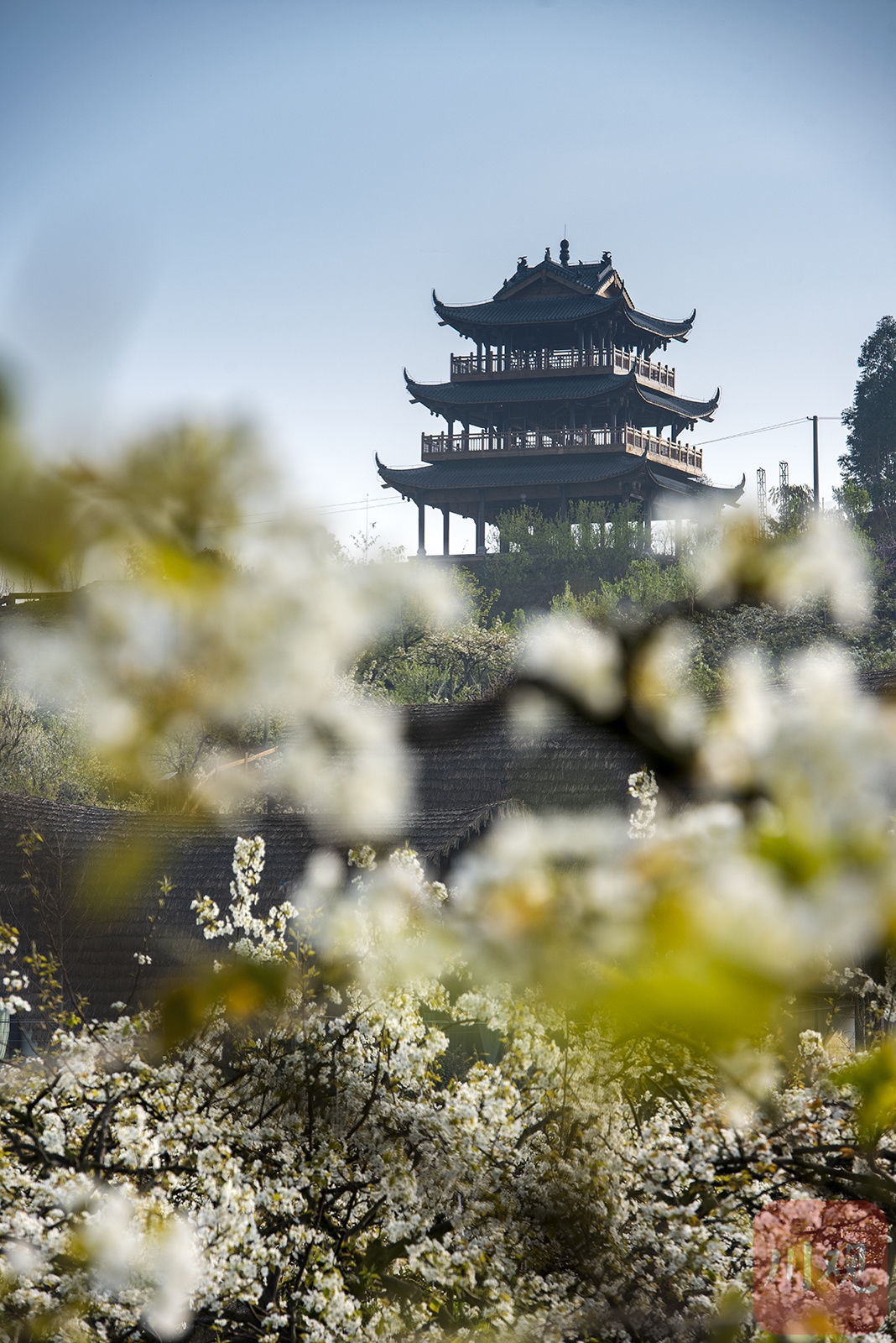 （转载）#你好·春天#彭州葛仙山：梨花盛放竞春色