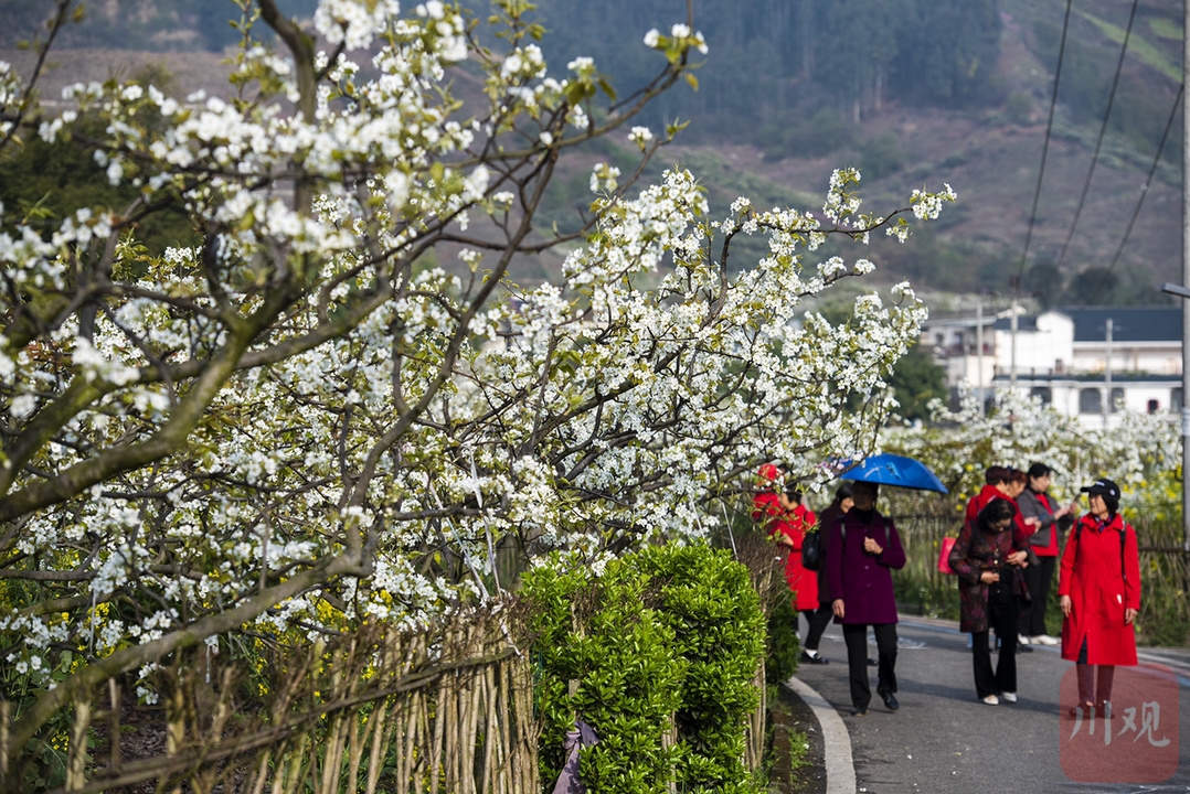 （转载）#你好·春天#彭州葛仙山：梨花盛放竞春色