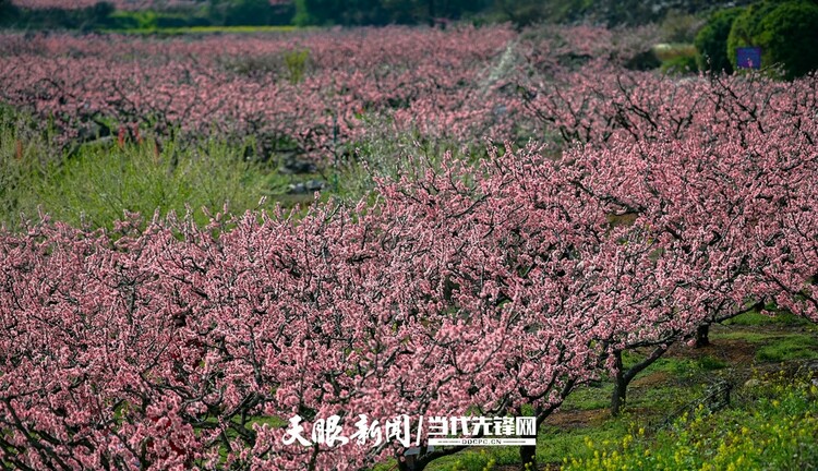 贵阳永乐：灼灼桃花笑春风_fororder_微信图片_20230324082512