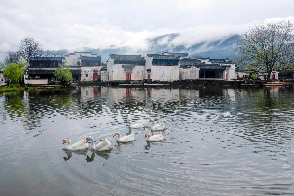 安徽黄山：雨后古村春色美