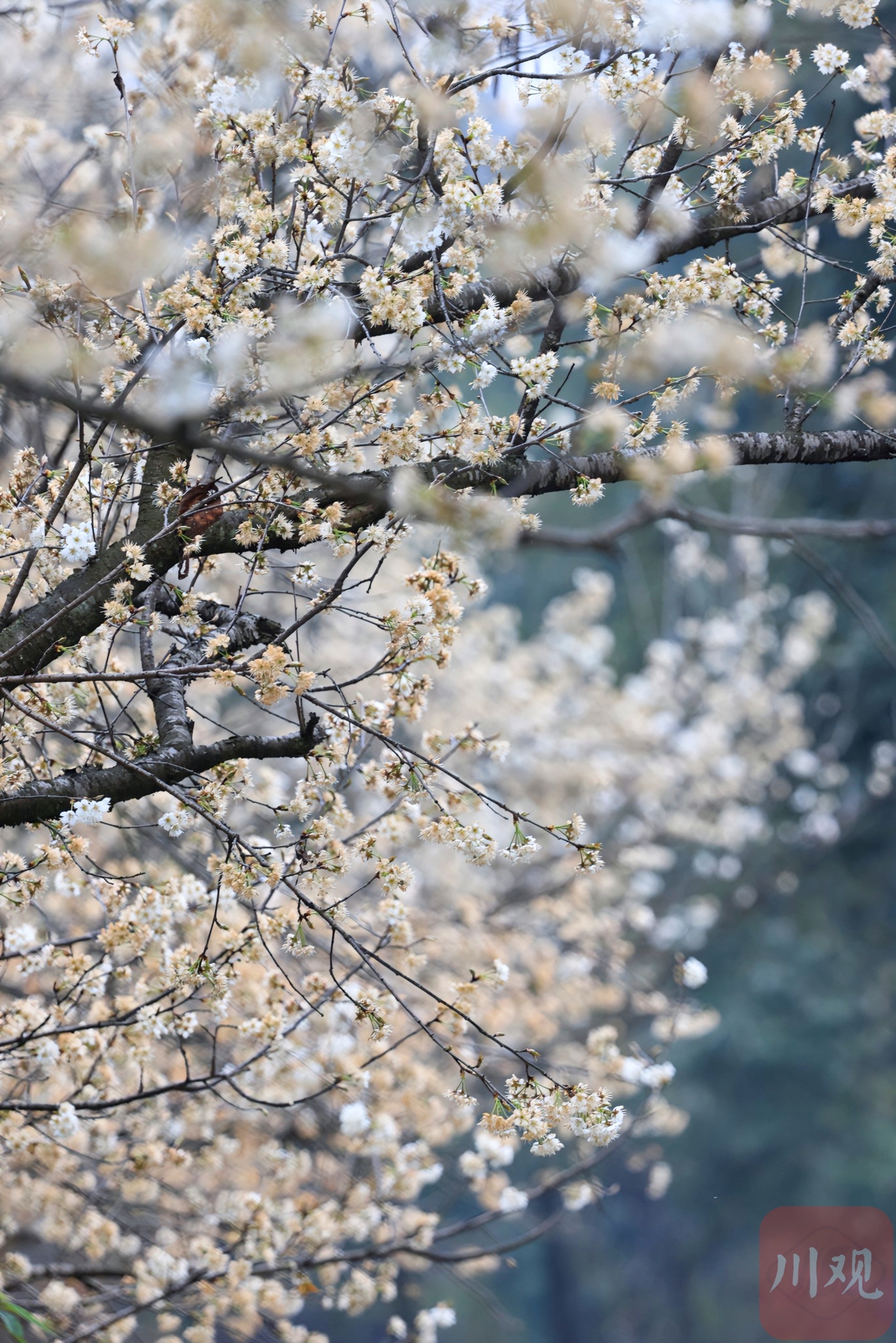 （转载）崇州道明：樱桃花开，繁盛如雪