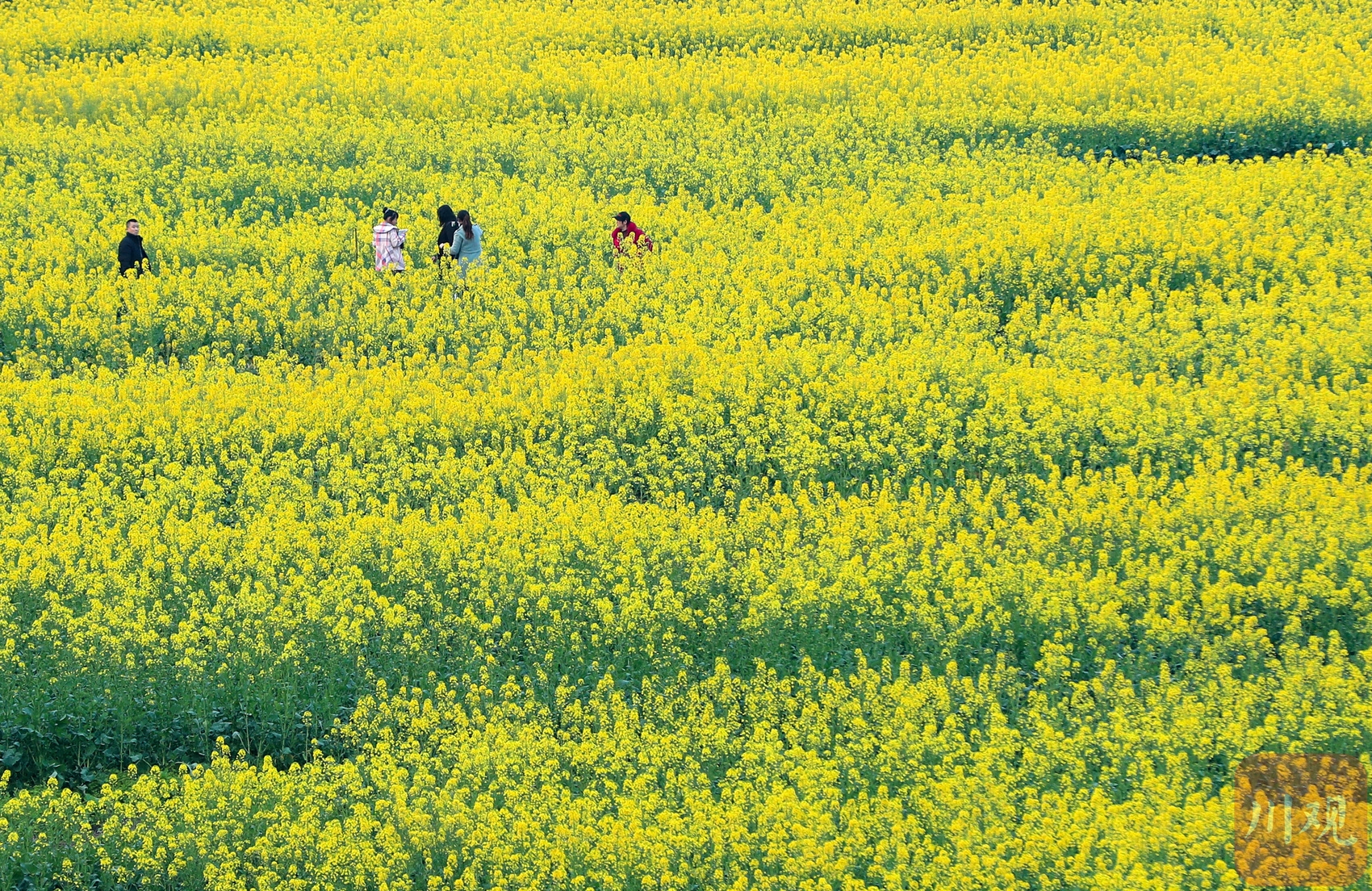 （转载）四川宜宾：赏花踏青享春光