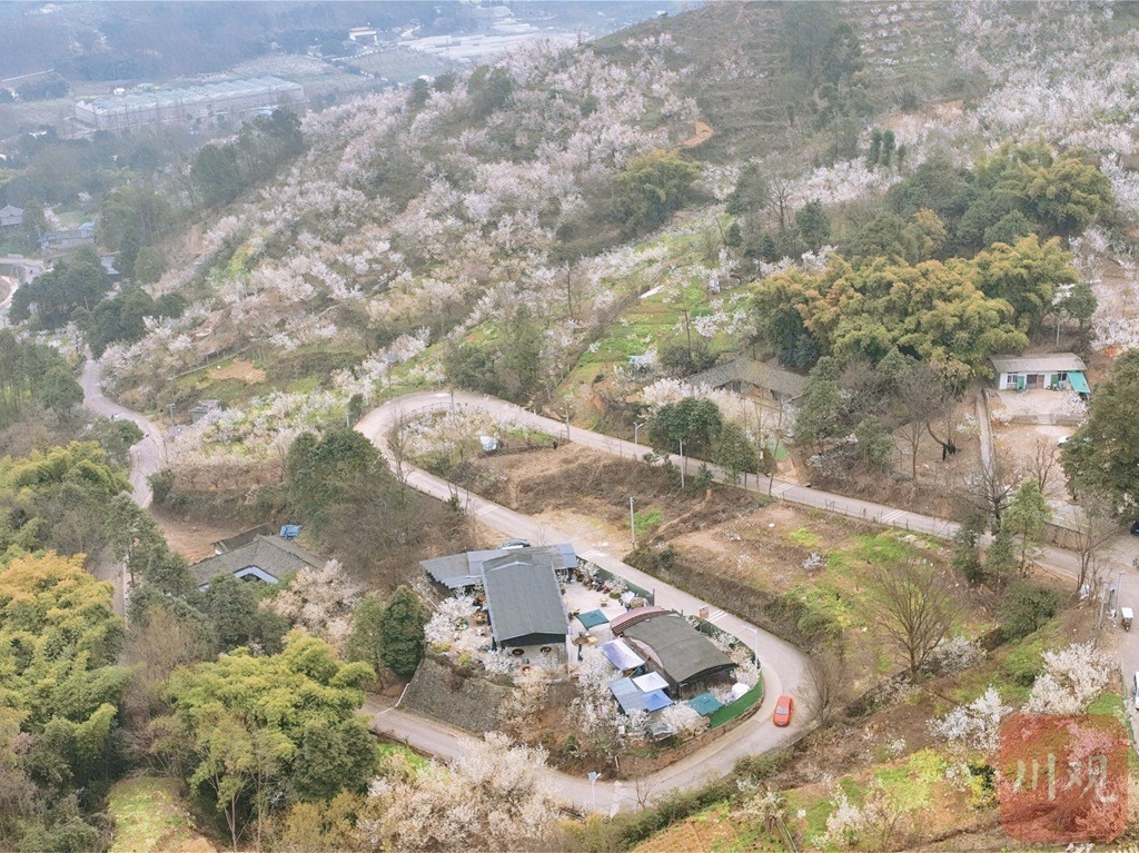 （转载）崇州道明：樱桃花开，繁盛如雪
