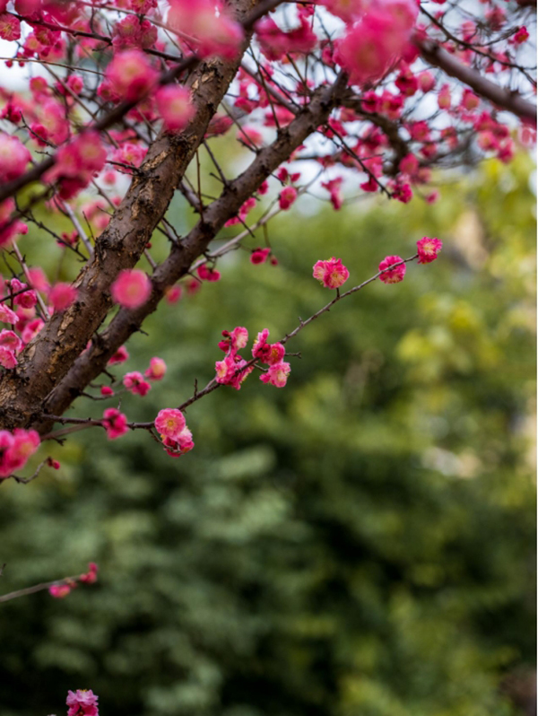 四川资阳：春日时节到来 解锁雁城赏花打卡三地_fororder_af5658d81eb3f158abe3c8060f21eedc