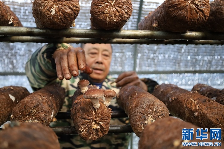 江西吉安：小菌菇激活乡村振兴大产业