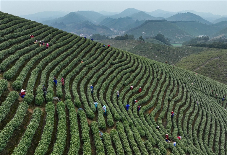 一千多万公斤茶叶从哪里来？探访湖州不一样的“新茶经”_fororder_微信图片_20230327221752