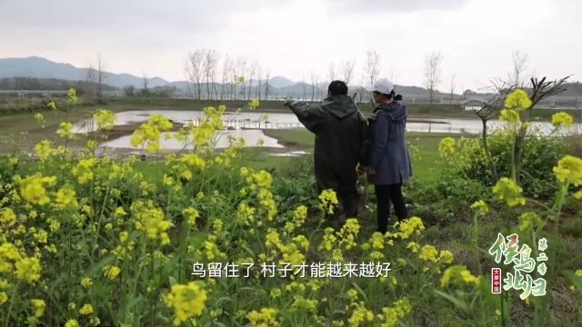 大美中国 候鸟北归丨苍鹭“衔”来的村庄