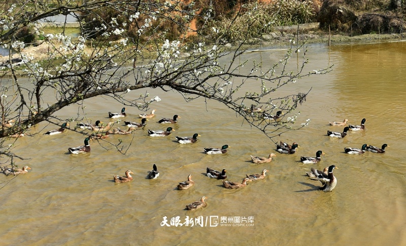 通往春天的路上 领略贵州最美风景线