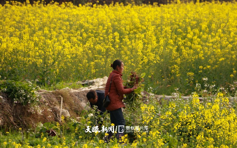 通往春天的路上 领略贵州最美风景线
