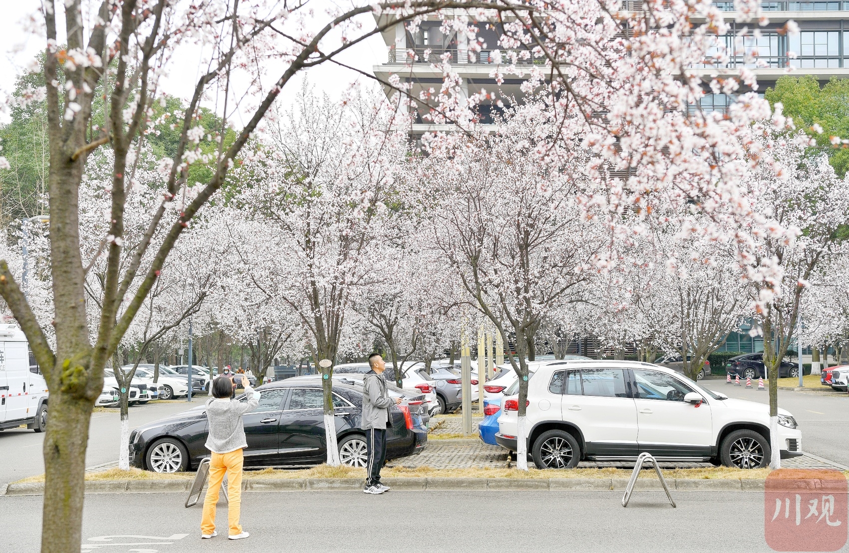 （转载）阳春三月花如雪 这里的停车场美出圈了