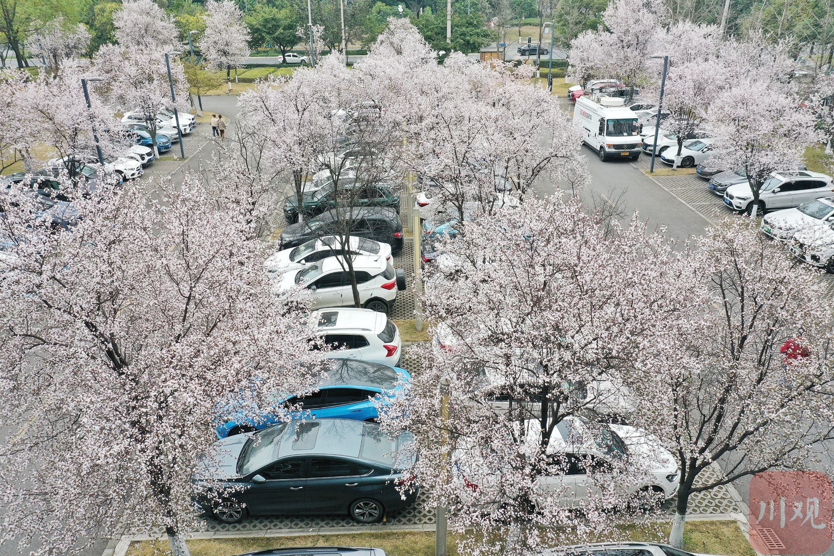 （转载）阳春三月花如雪 这里的停车场美出圈了