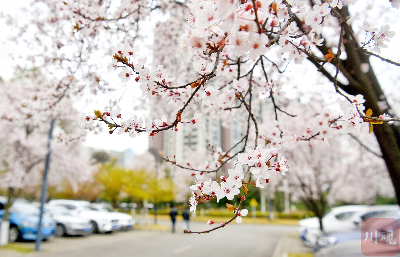 （转载）阳春三月花如雪 这里的停车场美出圈了