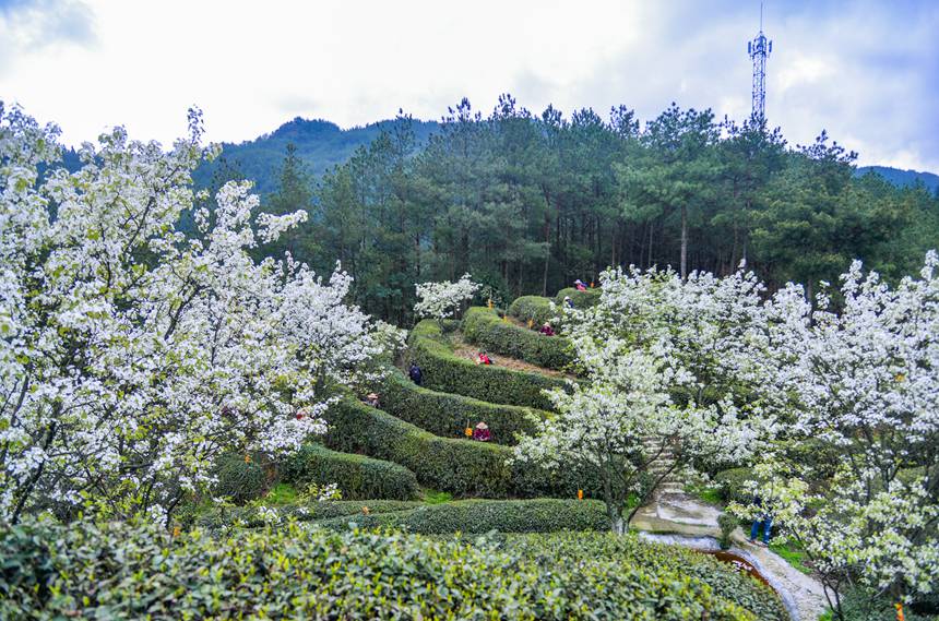 【城市远洋】重庆：春回暖 茶飘香 茶农采茶忙_fororder_LOCAL1680132334443D303CHDEKM