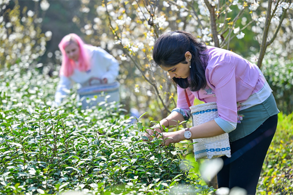 你好犍为·春天YOU我｜丝路青年化身“茶农”体验茶文化_fororder_未标题-2