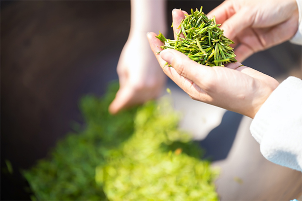 你好犍为·春天YOU我｜丝路青年化身“茶农”体验茶文化_fororder_未标题-6