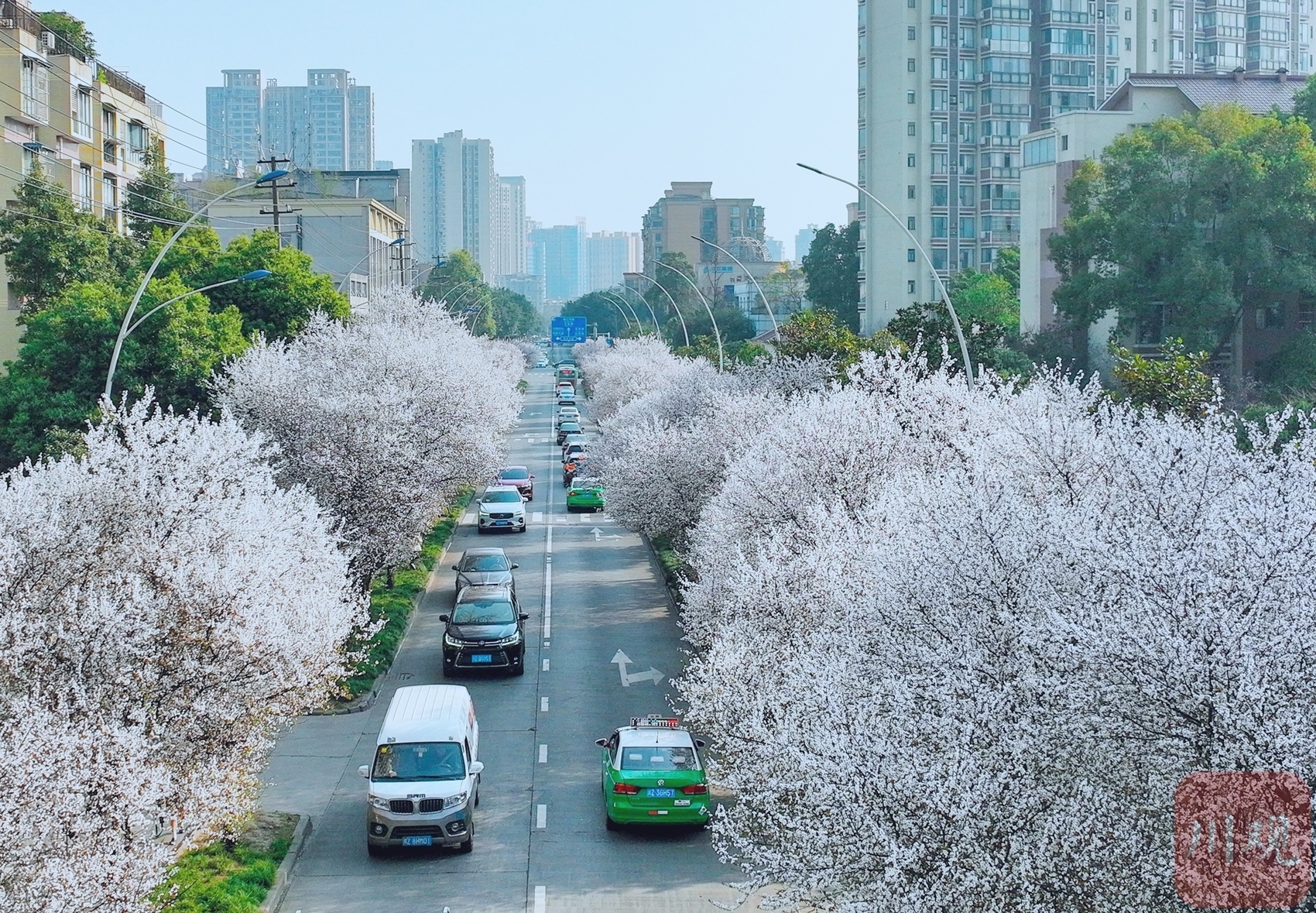 （转载）#你好·春天#春日里的一条“雪花”街