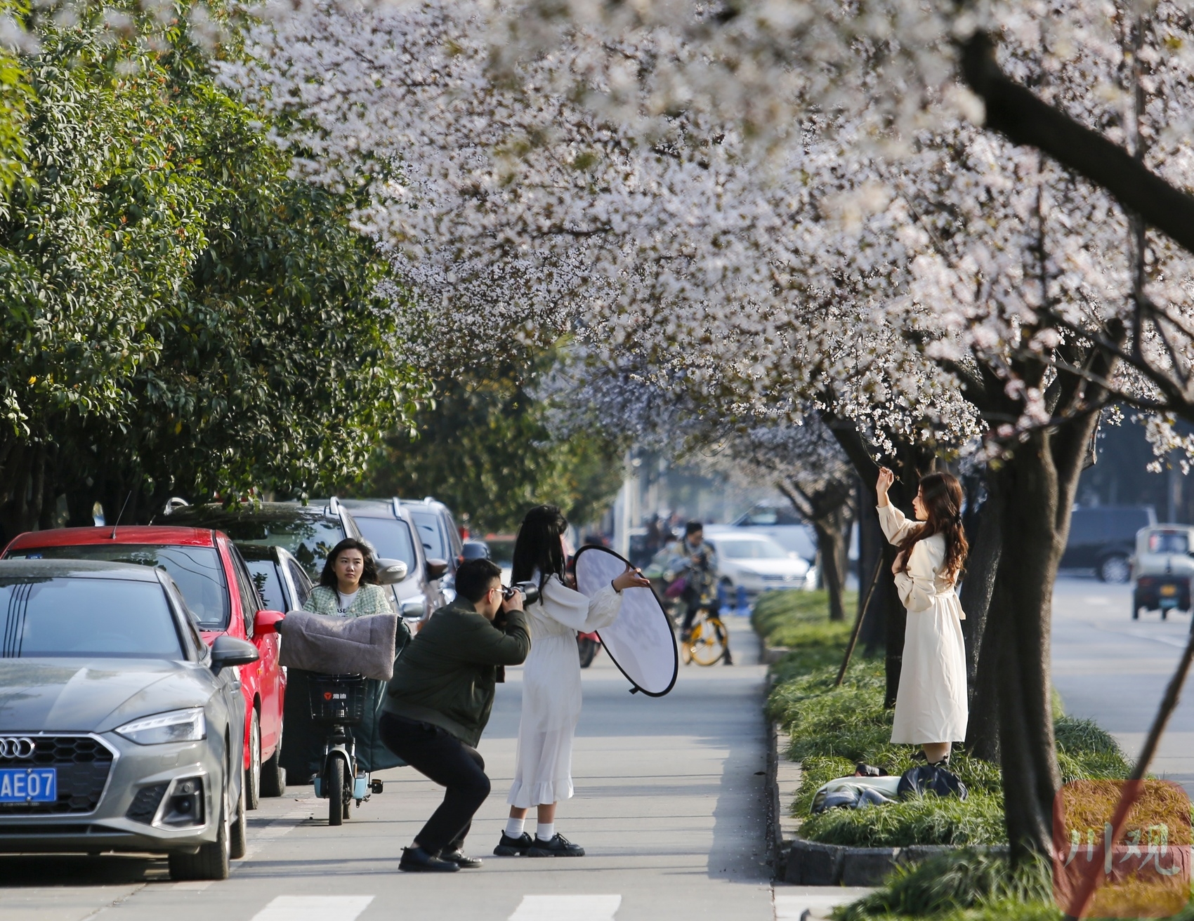 （转载）#你好·春天#春日里的一条“雪花”街