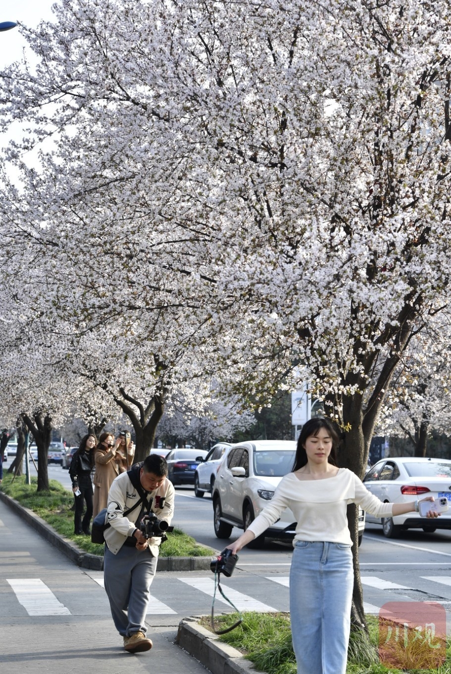 （转载）#你好·春天#春日里的一条“雪花”街