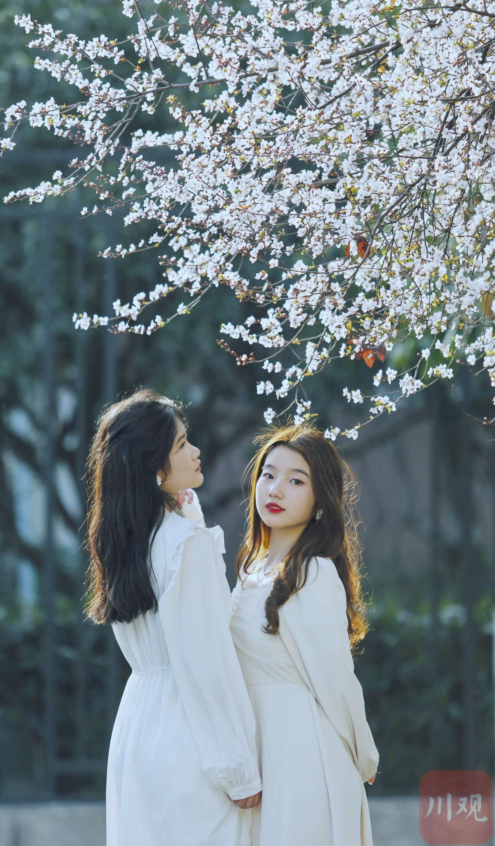 （转载）#你好·春天#春日里的一条“雪花”街