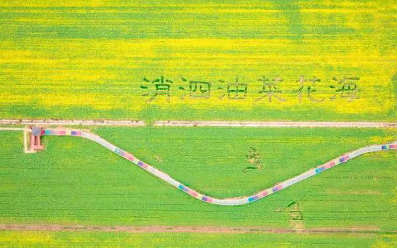 万亩花海绽放 第十届知音故里（武汉蔡甸）油菜花节开幕