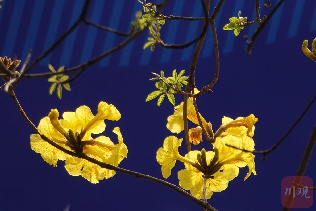 （转载）＃你好·春天# 黄花风铃木如约绽放