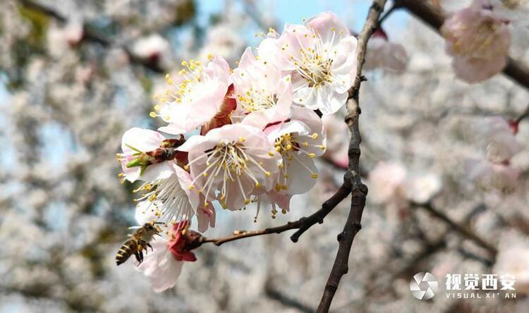 街心花园 春意盎然